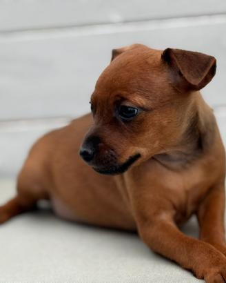 Pinscher