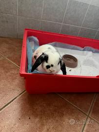 Coniglio ariete nano