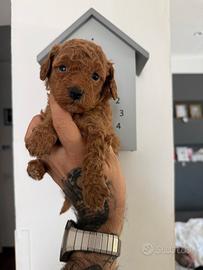 Cucciolo minitoy red intenso
