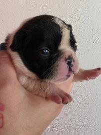 Bouledogue francese bulldog