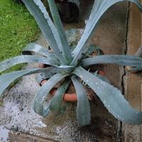 piante di agavi e palme  di varie misure 