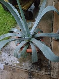 piante di agavi e palme  di varie misure 