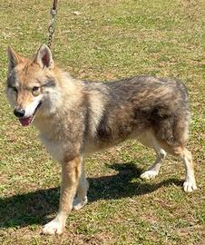 Maschio cane lupo cecoslovacco