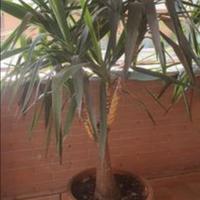 Yucca