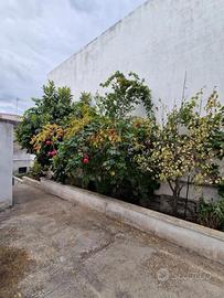 Casa Indipendente Alessano [Cod. rif 3386705VRG]