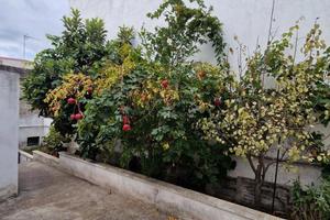 Casa Indipendente Alessano [Cod. rif 3386705VRG]