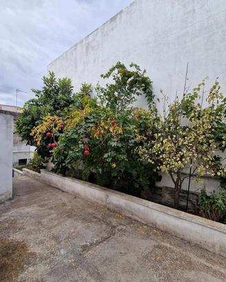 Casa Indipendente Alessano [Cod. rif 3386705VRG]