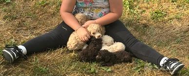 Cuccioli lagotto romagnolo