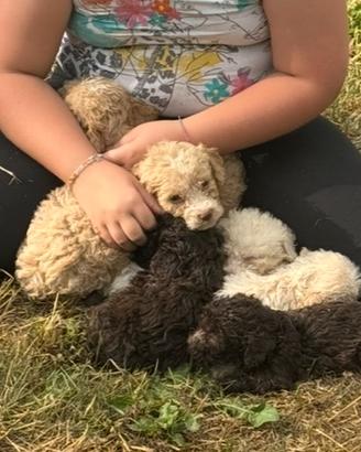 Cuccioli lagotto romagnolo