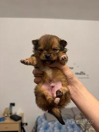 Cuccioli di Spitz - 2 mesi - maschi