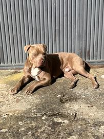 Pitbull per monta