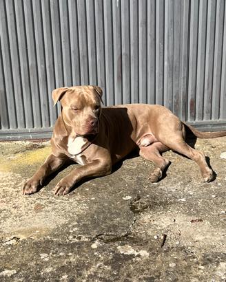 Pitbull per monta