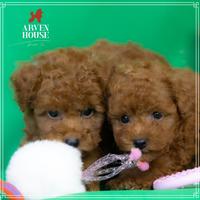 Barboncino rosso filvo