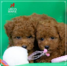 Barboncino rosso filvo