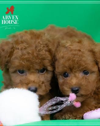 Barboncino rosso filvo