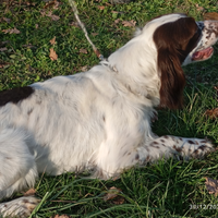 Vendita cane setter inglese