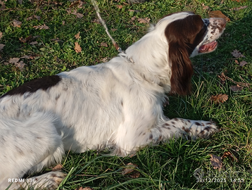 Vendita cane setter inglese