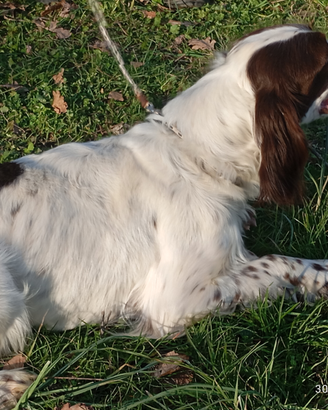 Vendita cane setter inglese