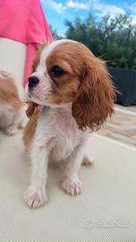 Cavalier king