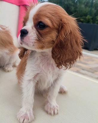Cavalier king