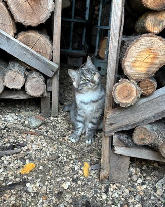 Gattina
