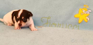 Chihuahua bianco pezzato cioccolato