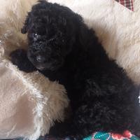 Cucciola di barboncino toy