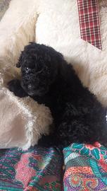 Cucciola di barboncino toy