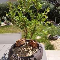 prebonsai di Melograno 