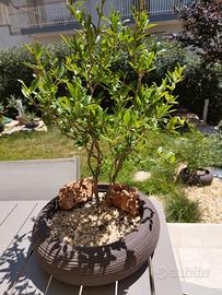 prebonsai di Melograno 