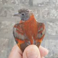 Cardinalini del Venezuela