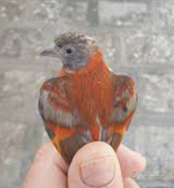 Cardinalini del Venezuela