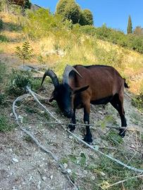 Cerc o Capra per Caprone Razza Camosciato