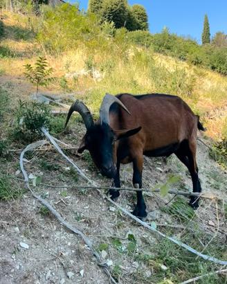 Cerc o Capra per Caprone Razza Camosciato