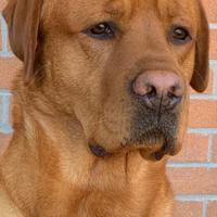 Labrador keepsake per monta