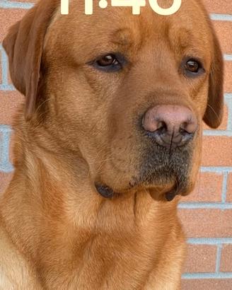 Labrador keepsake per monta
