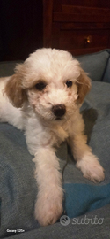Cucciolo Maltipoo