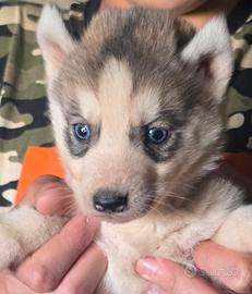 Siberian Husky