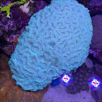 Talee coralli caulastrea rhodactis zoa pocillopora