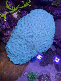 Talee coralli caulastrea rhodactis zoa pocillopora