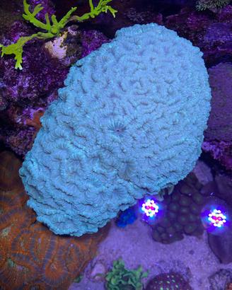 Talee coralli caulastrea rhodactis zoa pocillopora