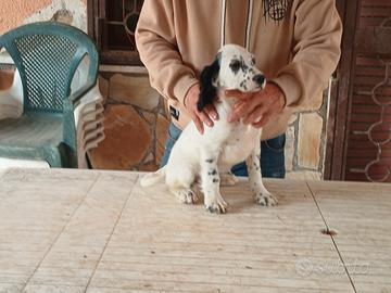 Setter inglese cuccioli - bianco e nero