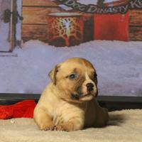 Amstaff- cuccioli american bully pocket