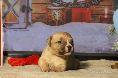 Amstaff- cuccioli american bully pocket