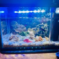 Acquario 17 litri completo