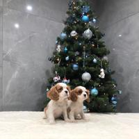 Cavalier king