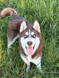 Siberian Husky