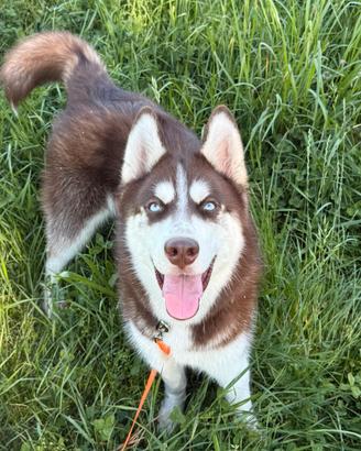 Siberian Husky
