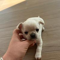 Chihuahua pedigree ENCI