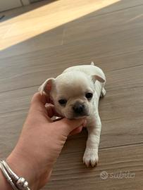 Chihuahua pedigree ENCI